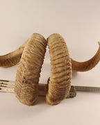 Widder Schläuche