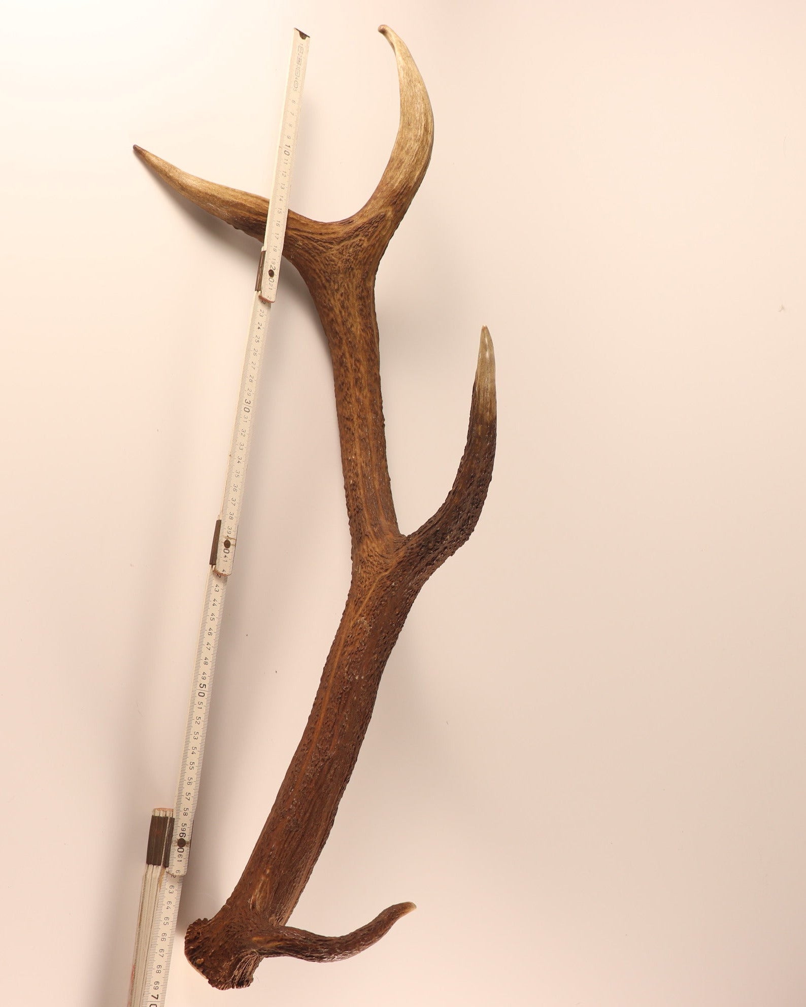 Geweih abnorme Hirschhorn Abwurfstange