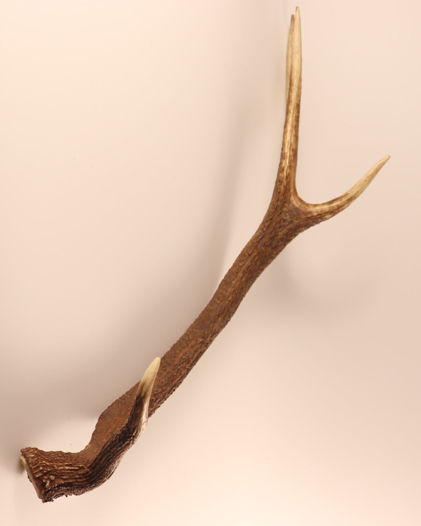 abnorme Geweih Hirschhorn Abwurfstange