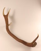 abnorme Geweih Hirschhorn Abwurfstange