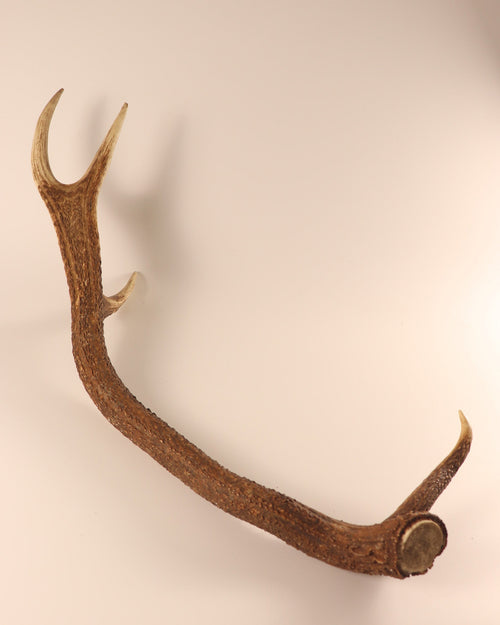 abnorme Geweih Hirschhorn Abwurfstange