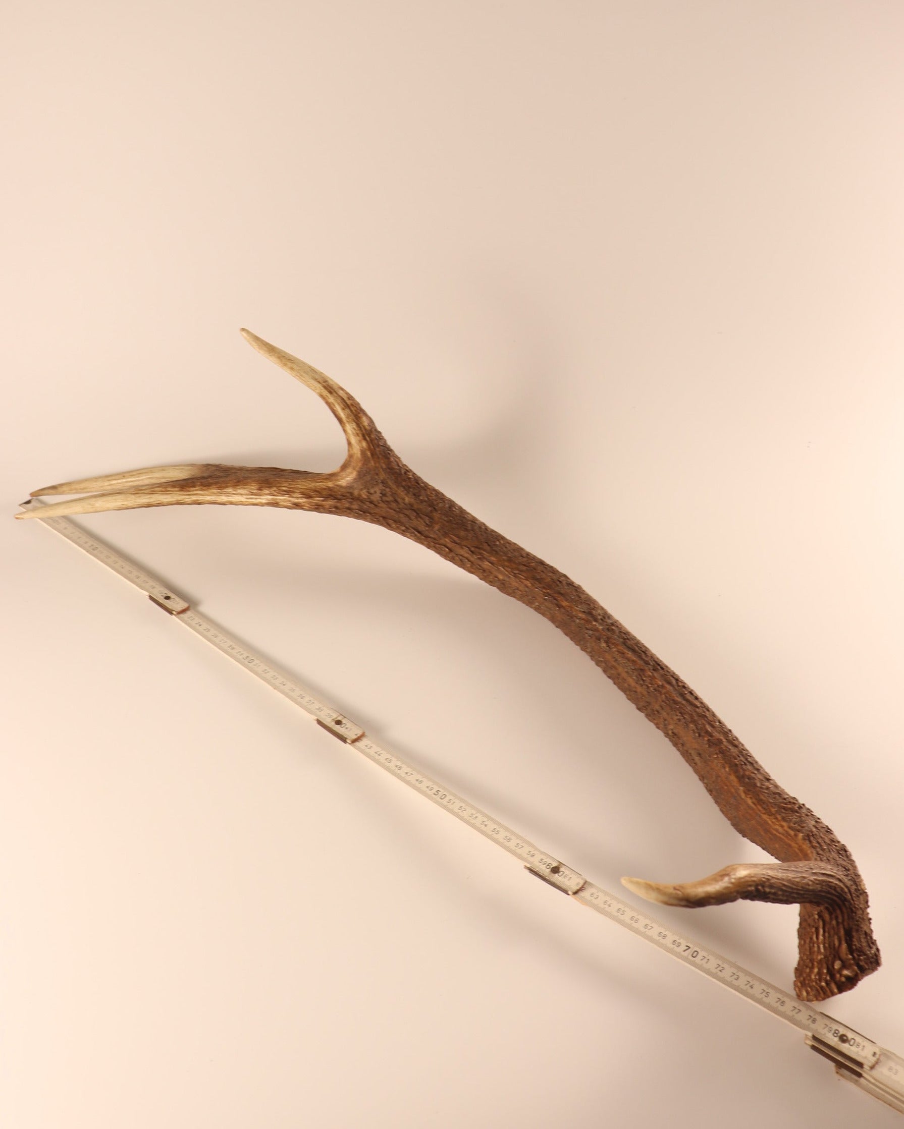 abnorme Geweih Hirschhorn Abwurfstange