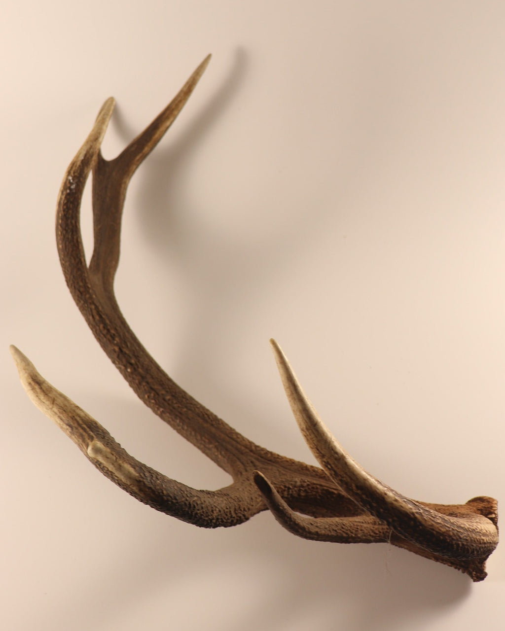 abnorme Geweih Hirschhorn Abwurfstange
