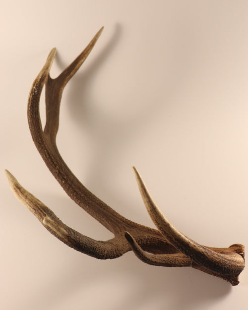 abnorme Geweih Hirschhorn Abwurfstange