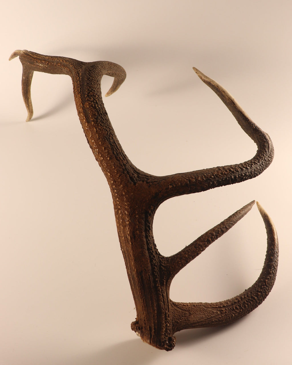 abnorme Geweih Hirschhorn Abwurfstange