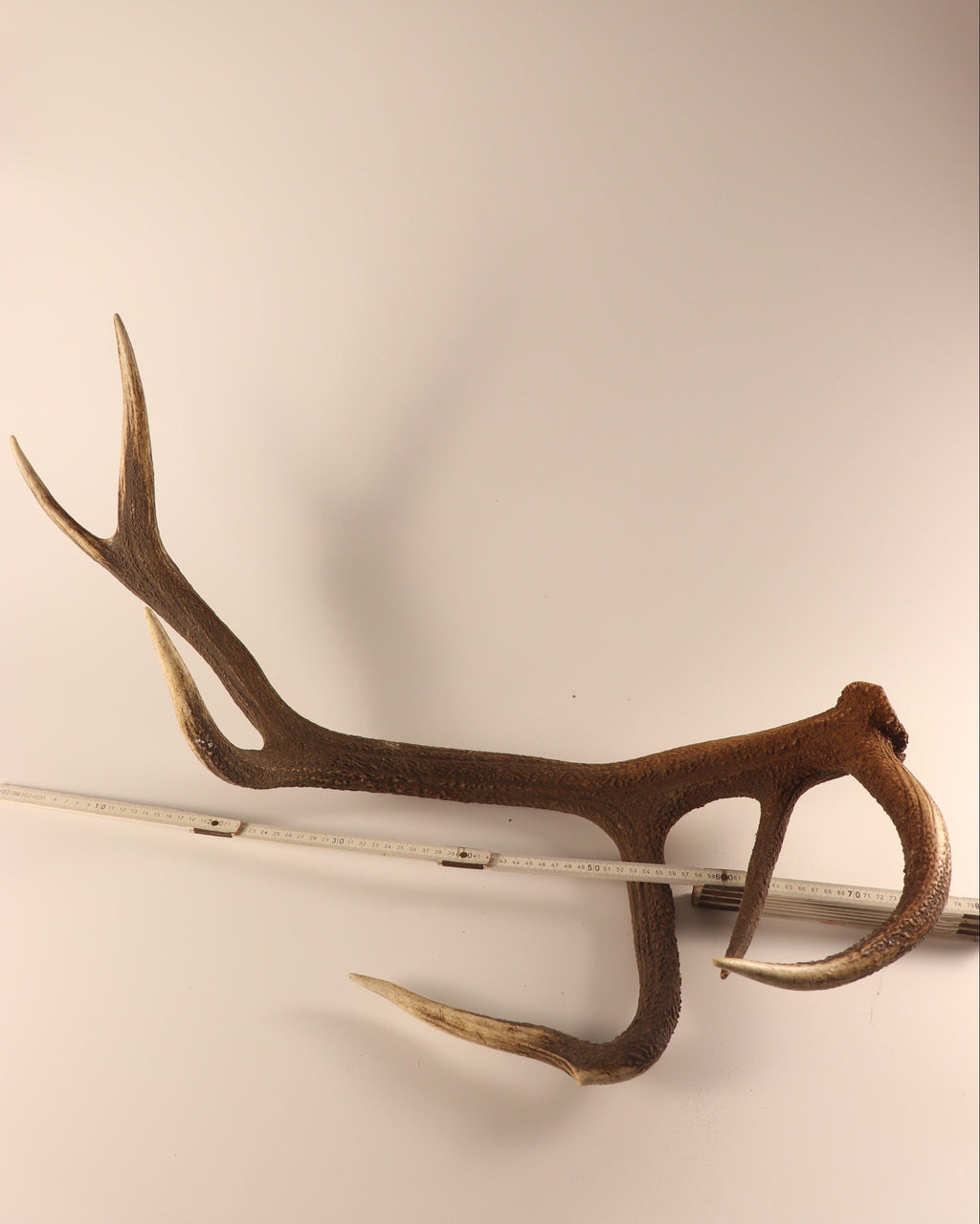 abnorme Geweih Hirschhorn Abwurfstange
