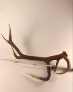 abnorme Geweih Hirschhorn Abwurfstange
