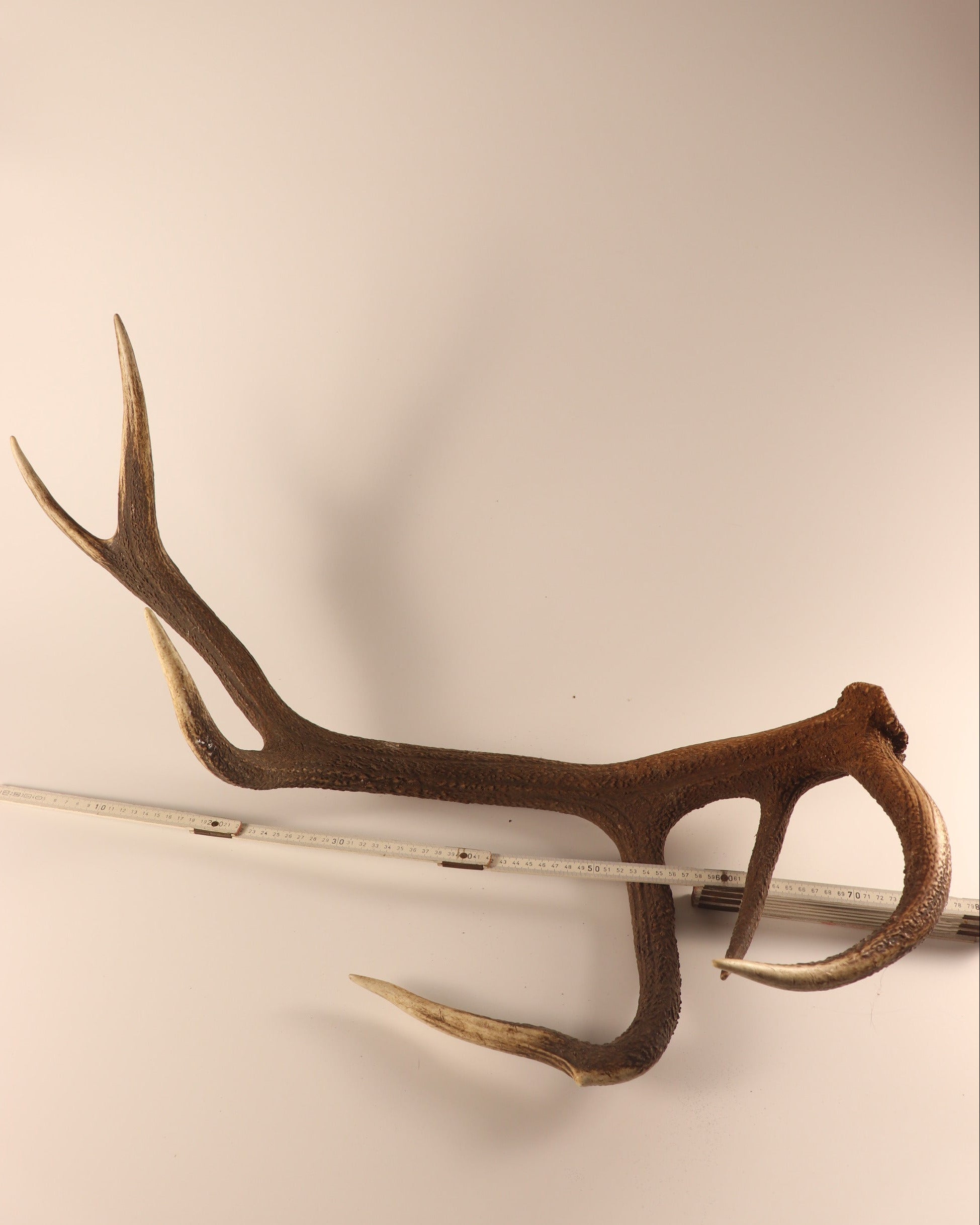 abnorme Geweih Hirschhorn Abwurfstange