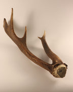 abnorme Geweih Hirschhorn Abwurfstange