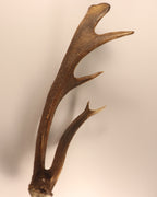 abnorme Geweih Hirschhorn Abwurfstange