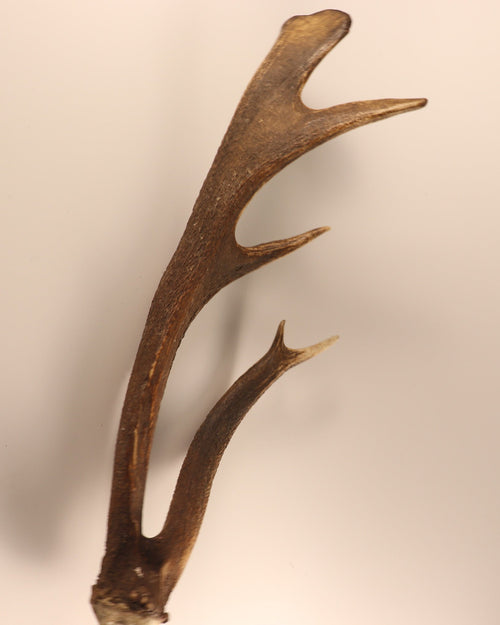abnorme Geweih Hirschhorn Abwurfstange