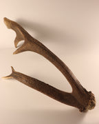 abnorme Geweih Hirschhorn Abwurfstange