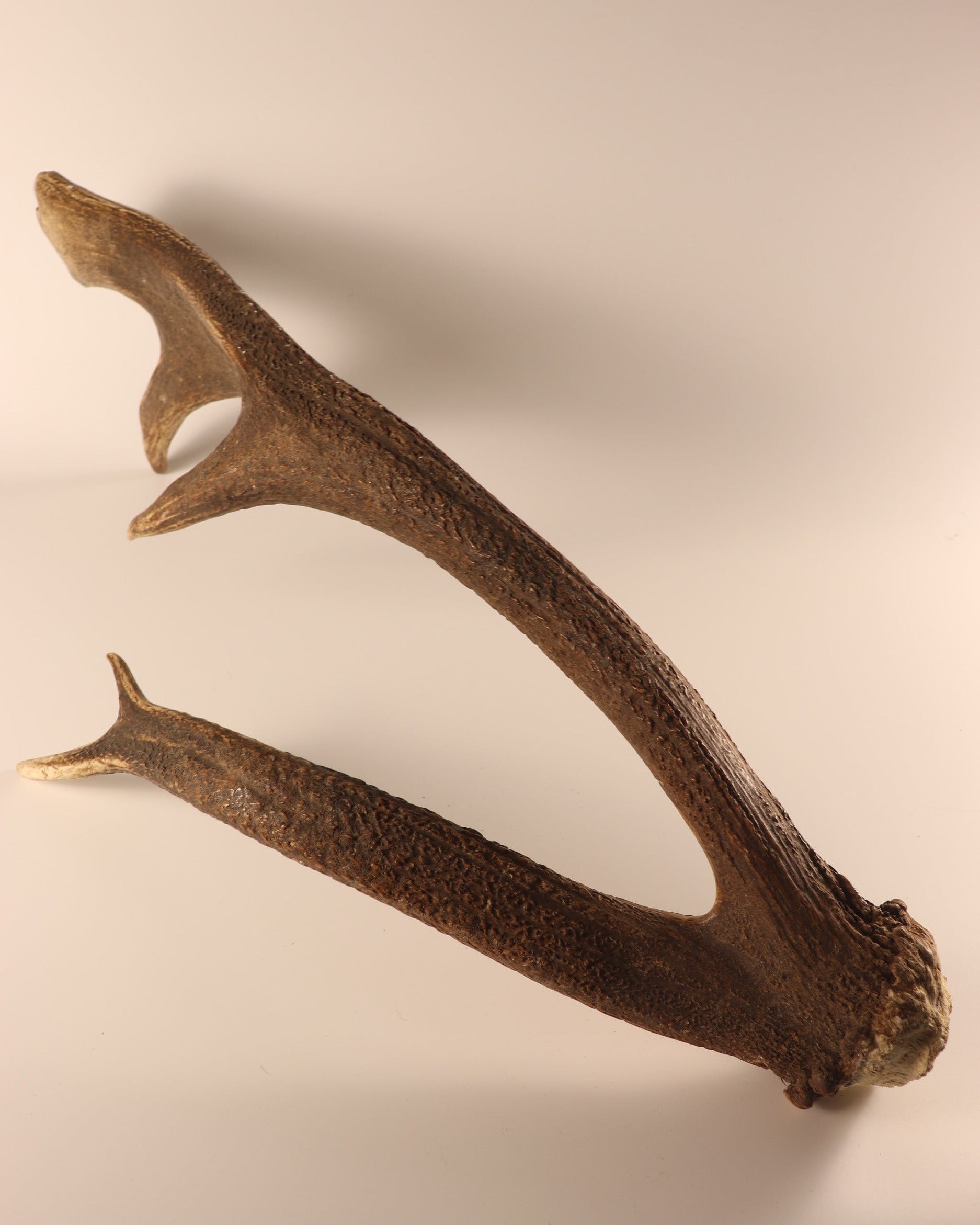 abnorme Geweih Hirschhorn Abwurfstange