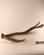 abnorme Geweih Hirschhorn Abwurfstange