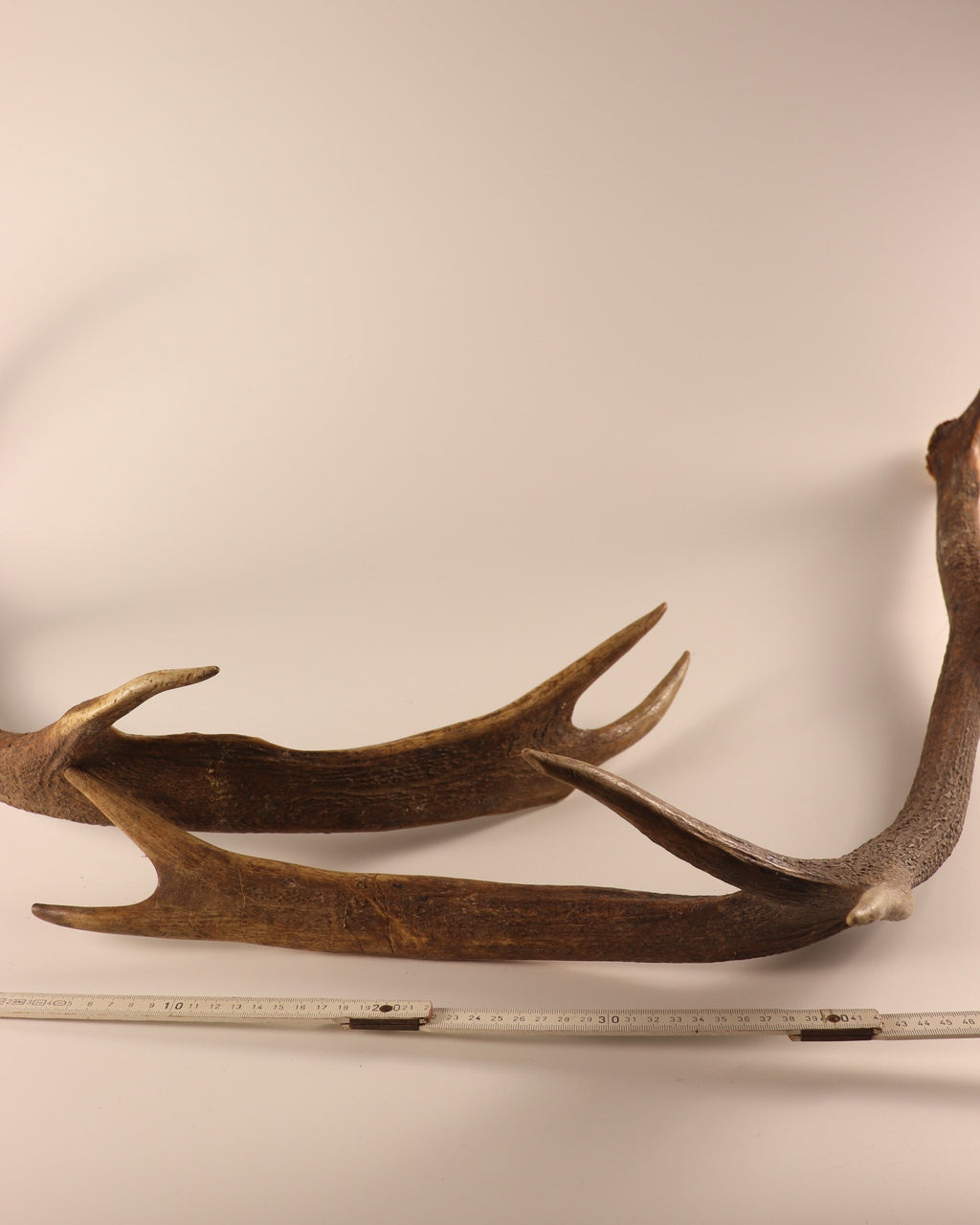 abnormes Geweih Hirschhorn Paar