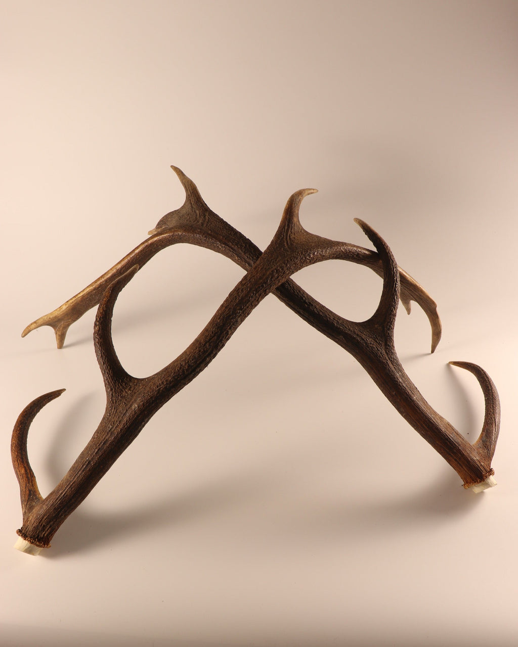 abnormes Geweih Hirschhorn Paar