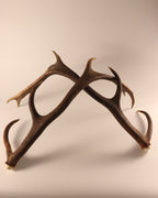 abnormes Geweih Hirschhorn Paar