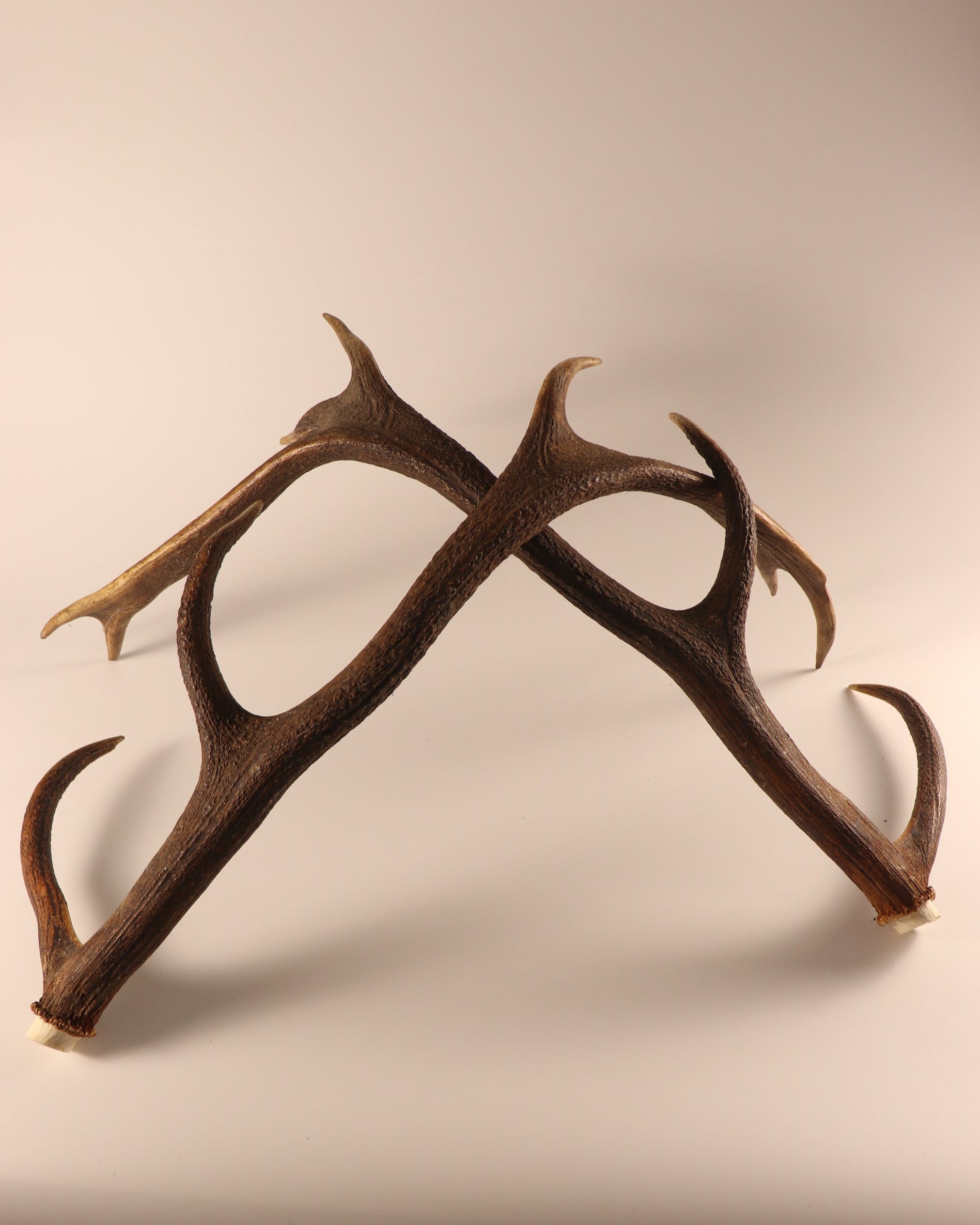abnormes Geweih Hirschhorn Paar