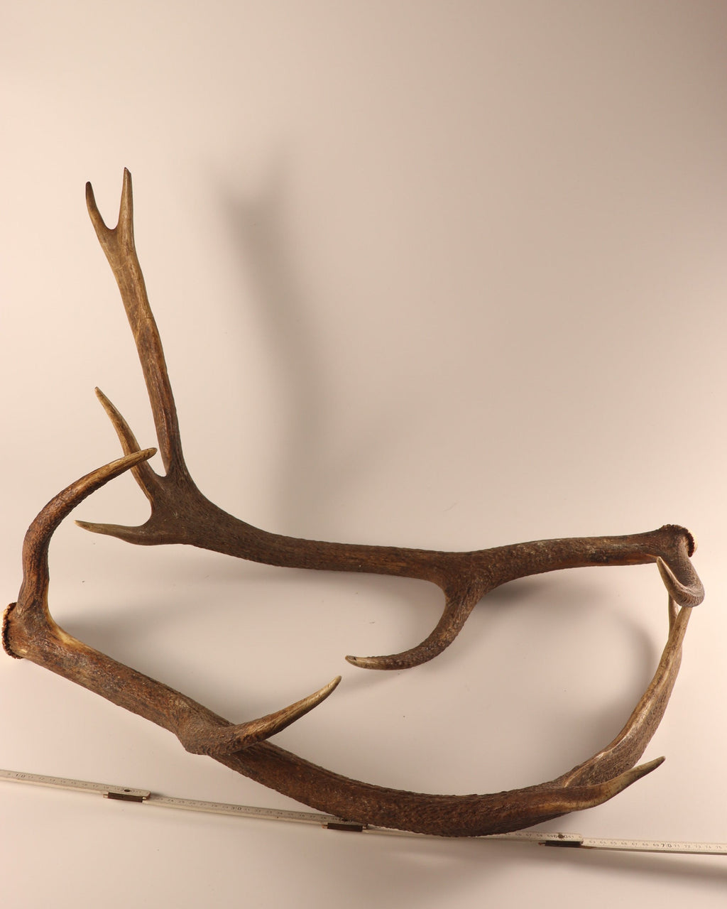 abnormes Geweih Hirschhorn Paar