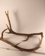 abnormes Geweih Hirschhorn Paar