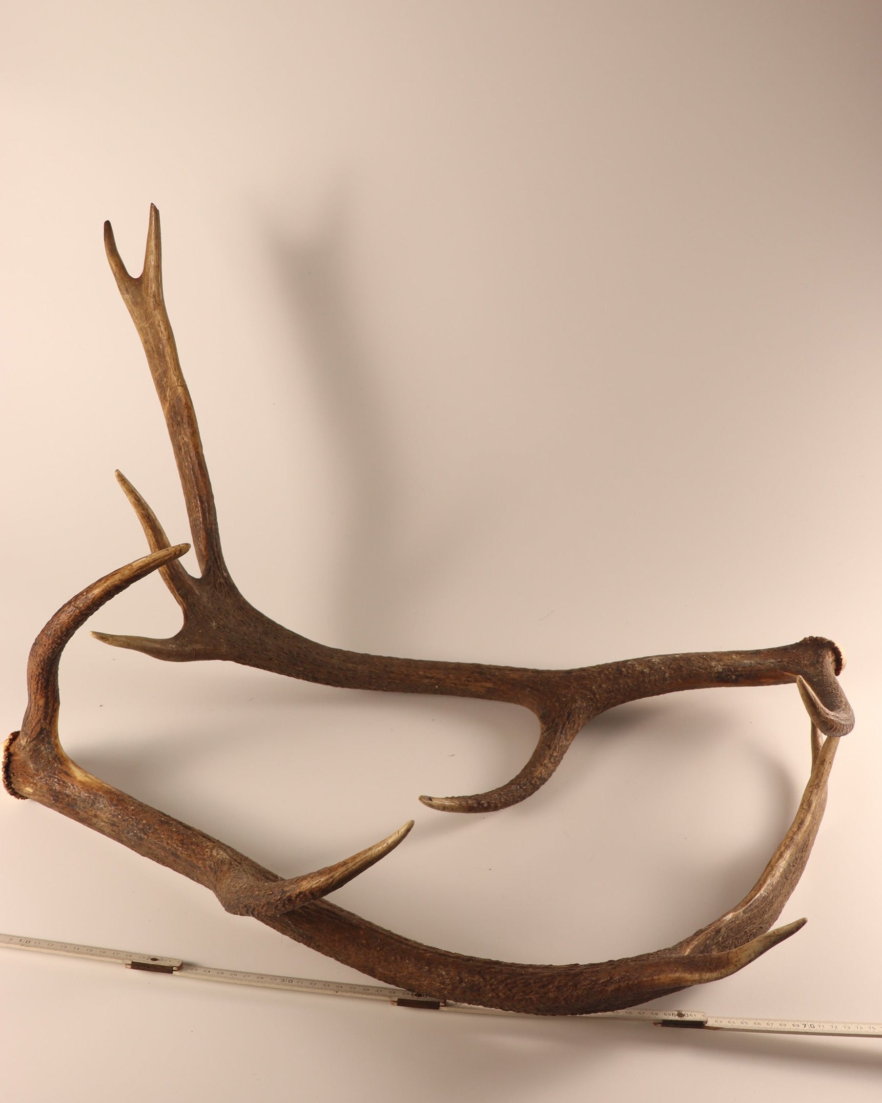 abnormes Geweih Hirschhorn Paar