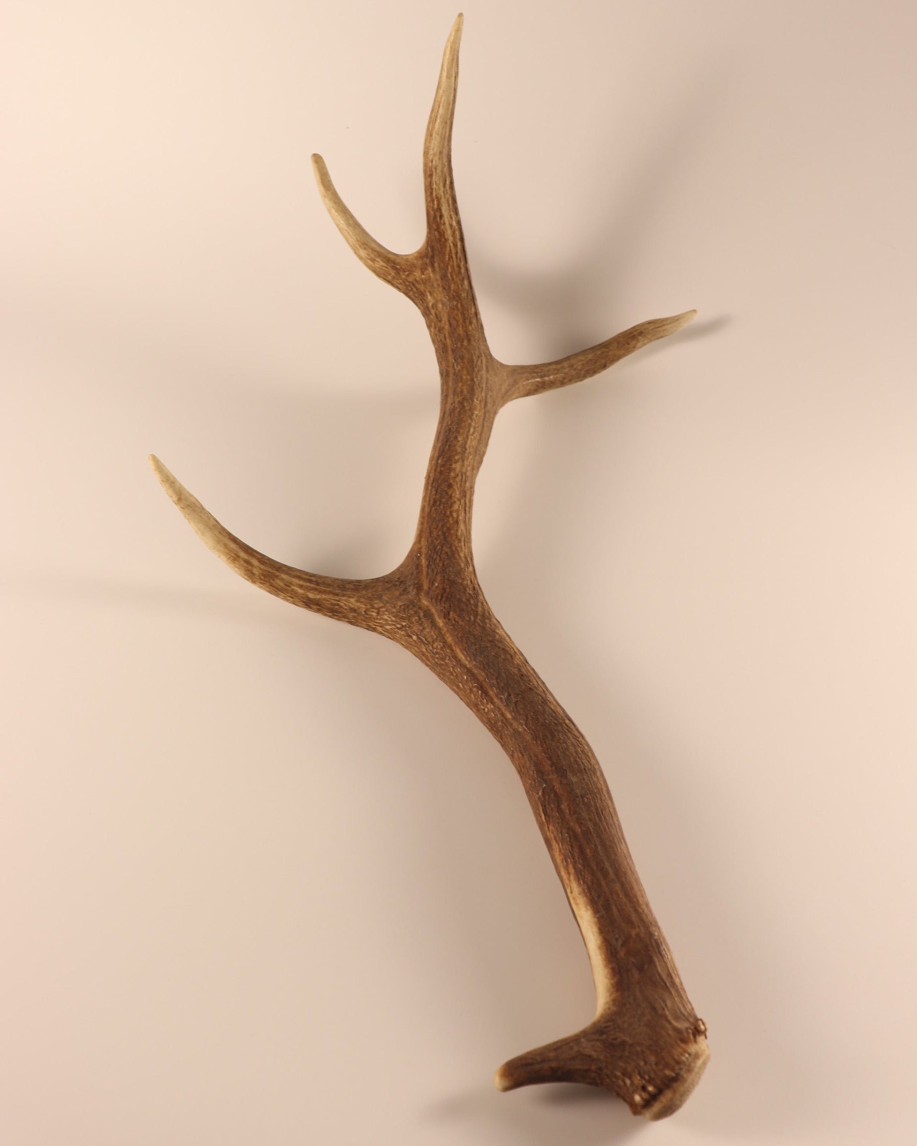 abnorme Geweih Hirschhorn Abwurfstange