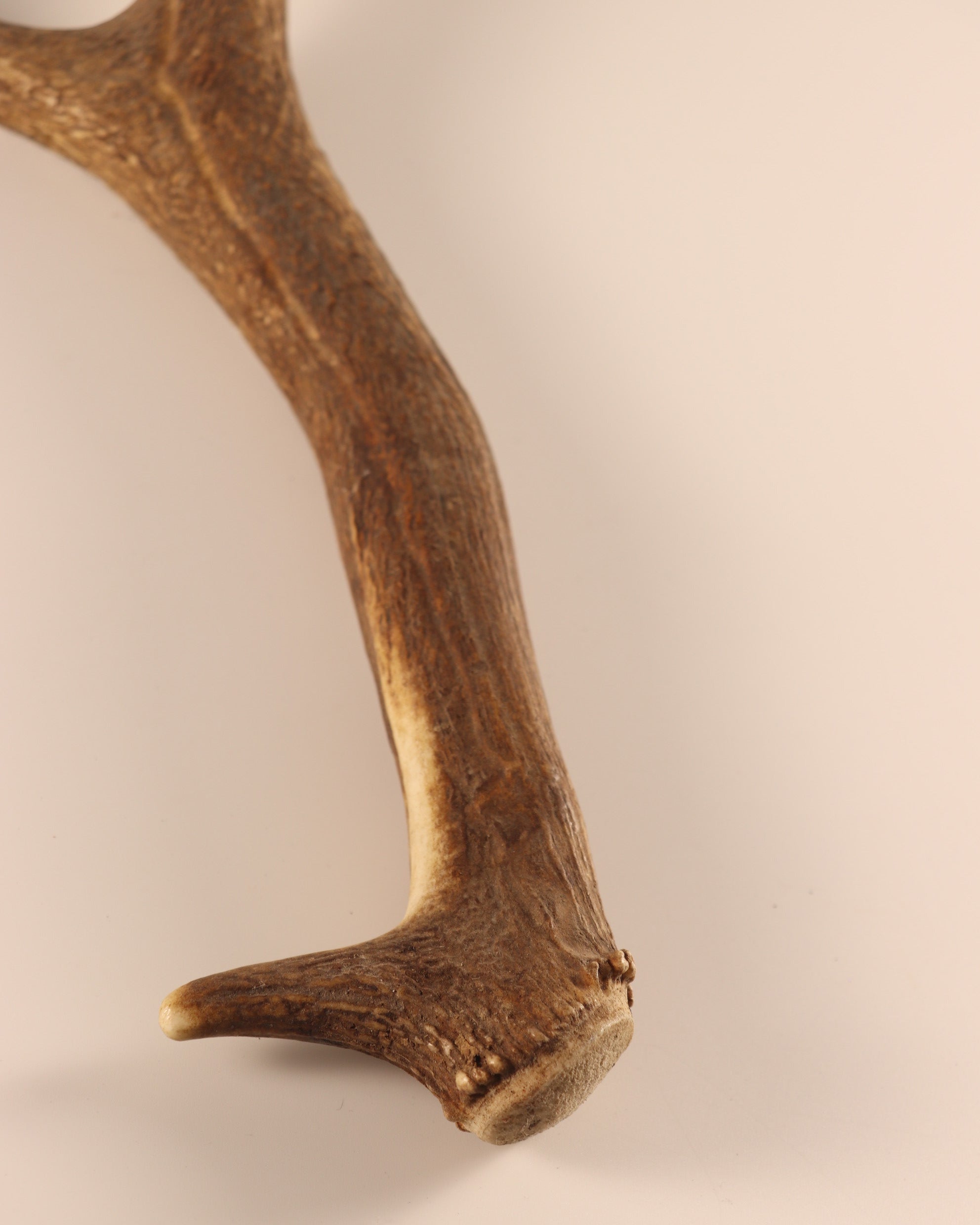 abnorme Geweih Hirschhorn Abwurfstange