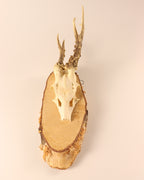 abnormer Rehbock