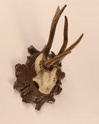 abnormer Rehbock
