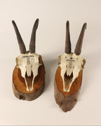 Gamsbock Geweihe