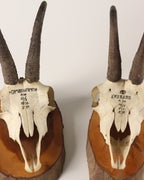 Gamsbock Geweihe