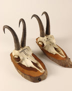 Gamsbock Geweihe