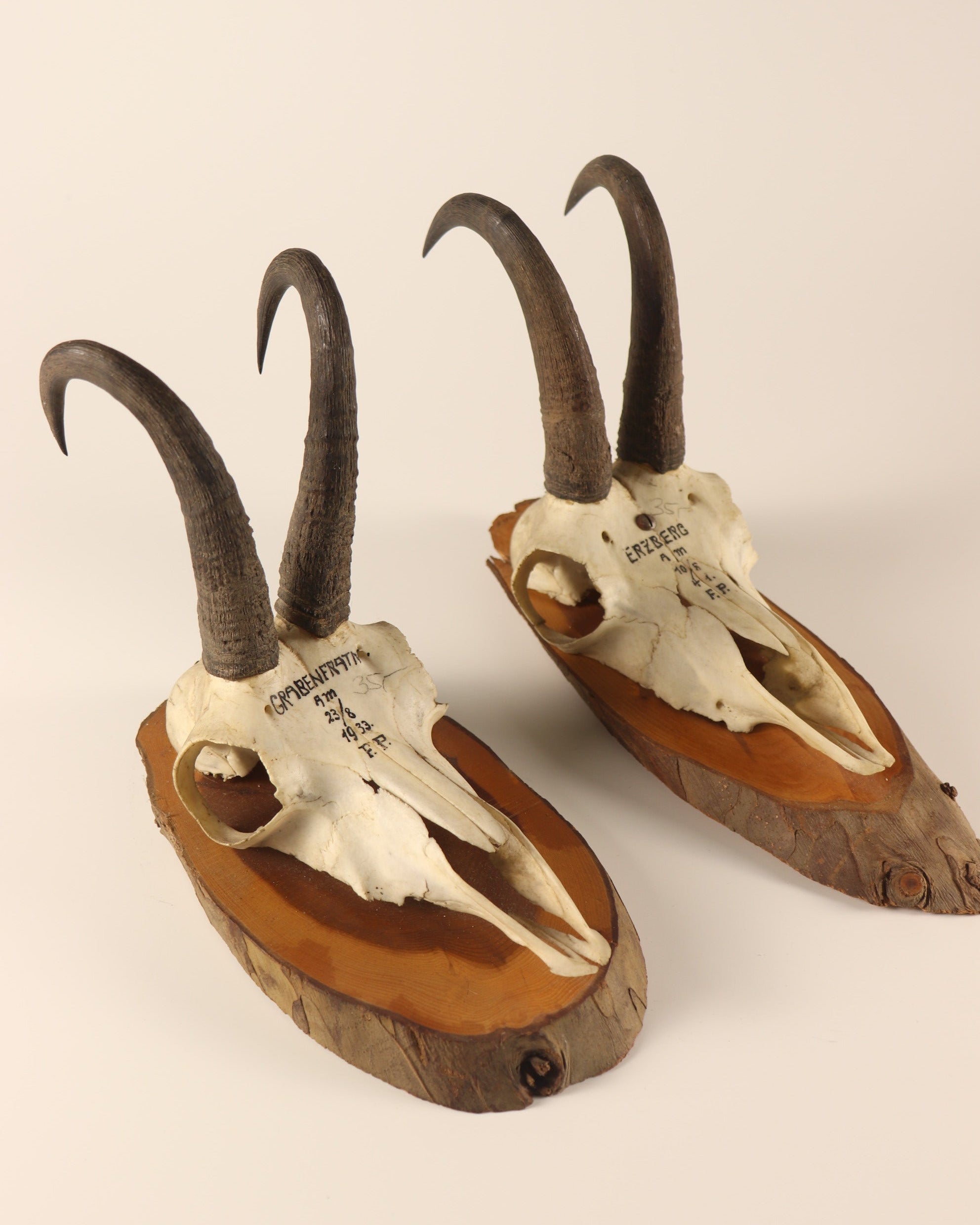 Gamsbock Geweihe