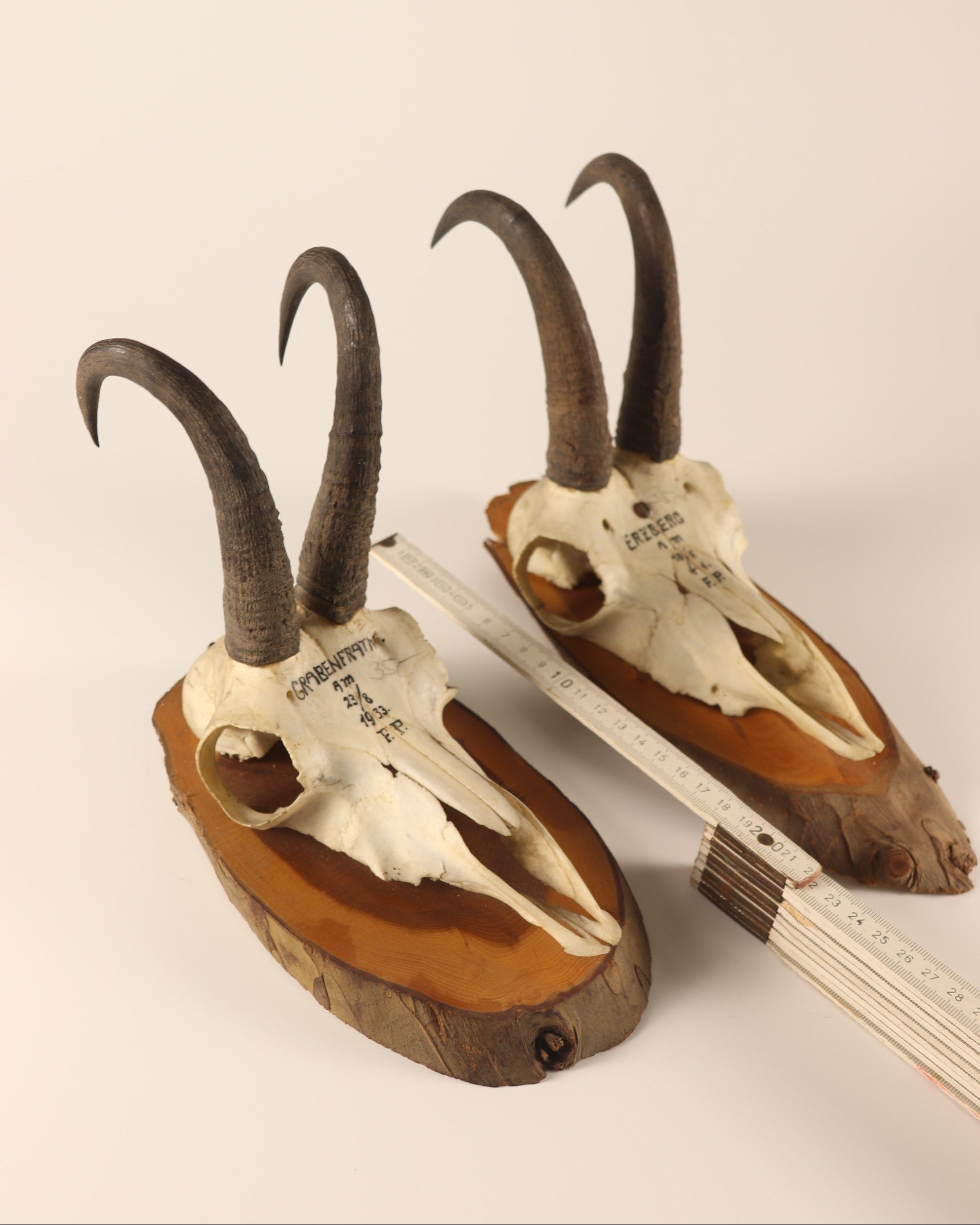 Gamsbock Geweihe