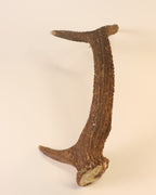 abnorme Geweih Hirschhorn Abwurfstange