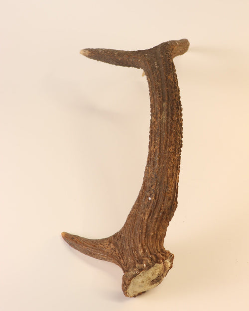 abnorme Geweih Hirschhorn Abwurfstange