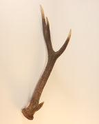 abnorme Geweih Hirschhorn Abwurfstange