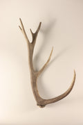 Geweih graue Hirschhorn Abwurfstange