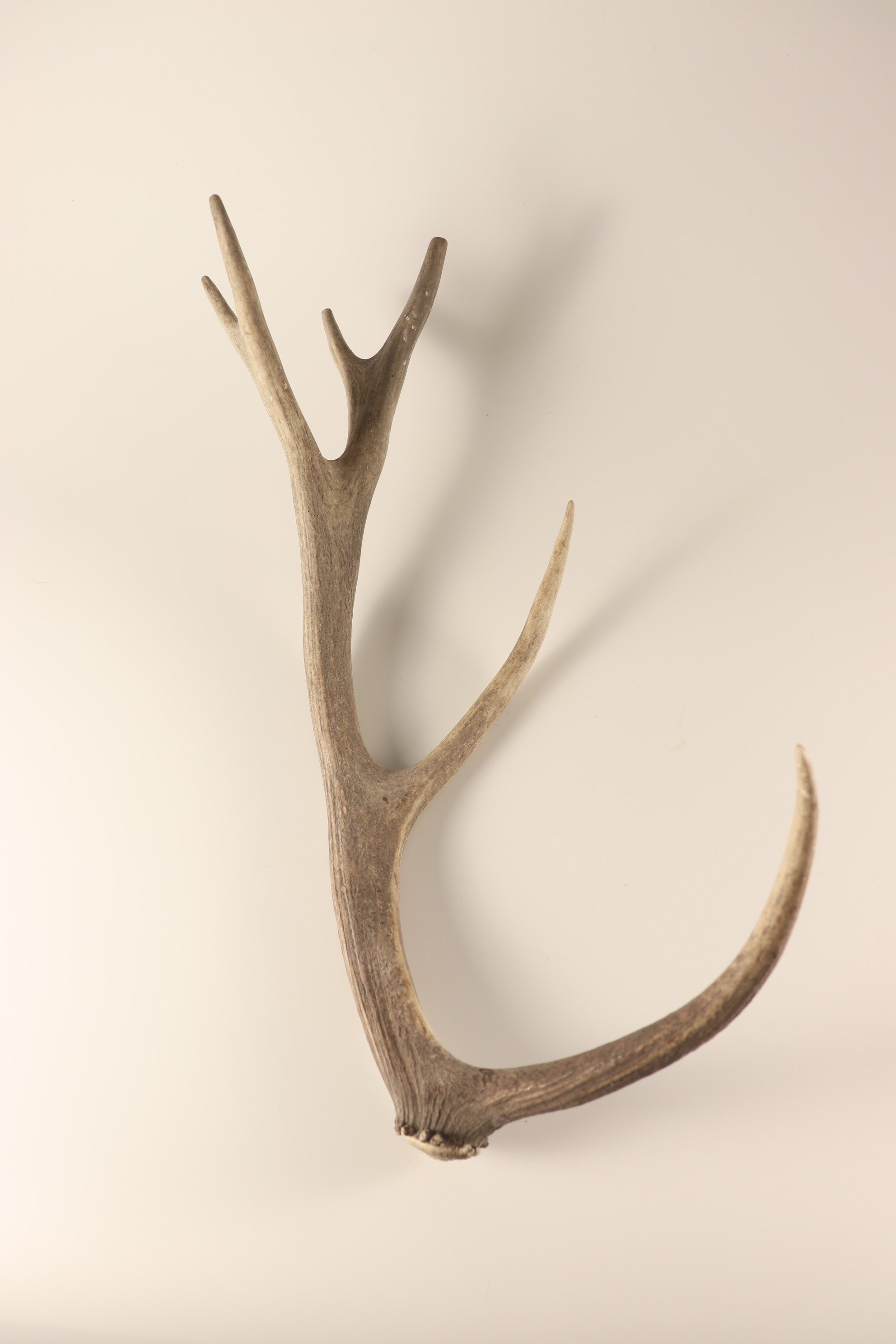 Geweih graue Hirschhorn Abwurfstange