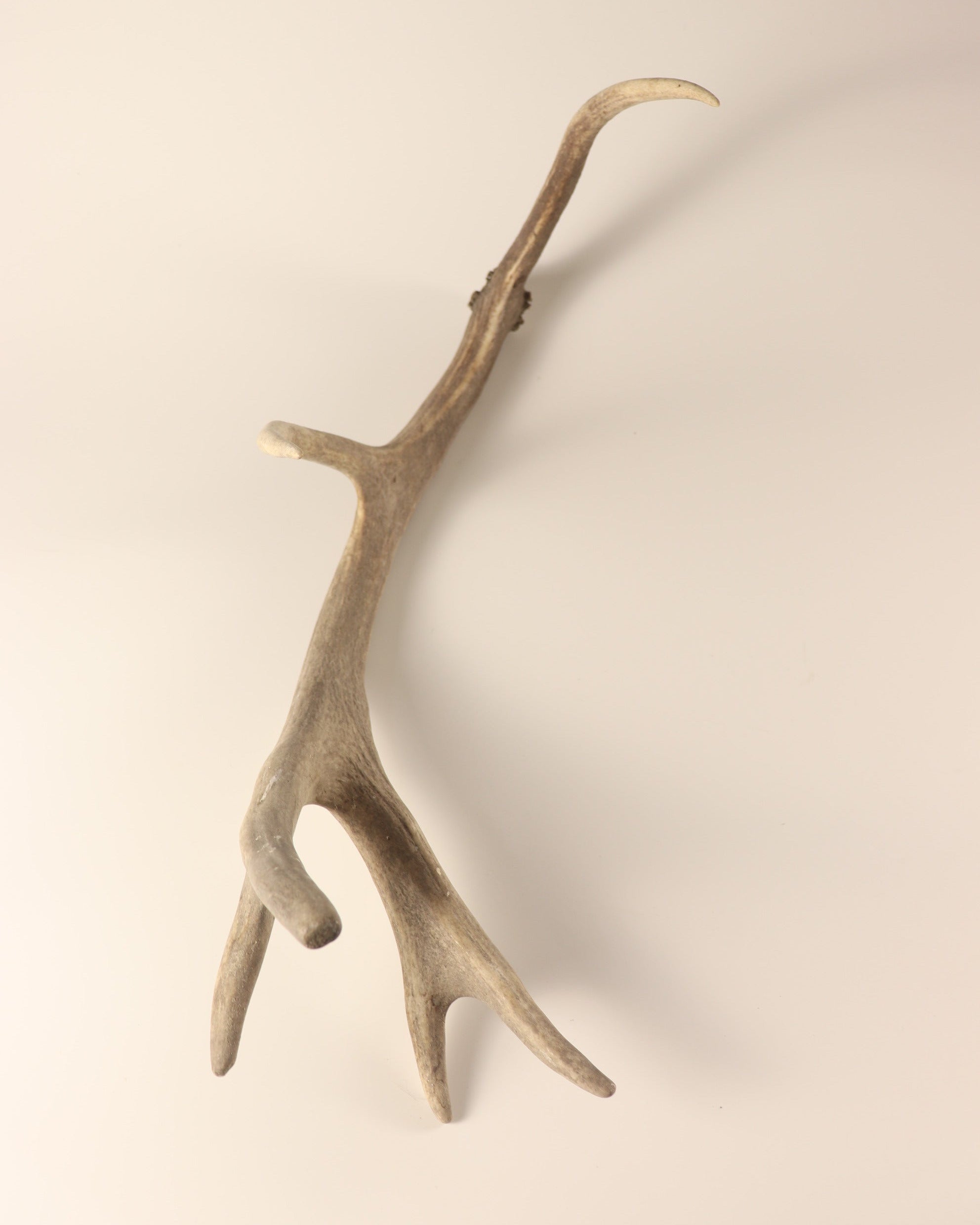 Geweih graue Hirschhorn Abwurfstange
