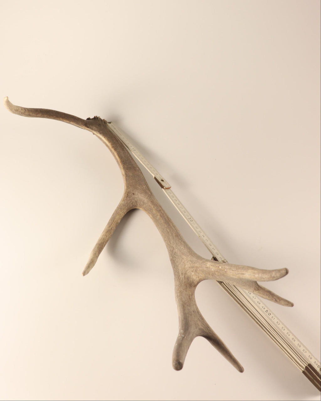 Geweih graue Hirschhorn Abwurfstange
