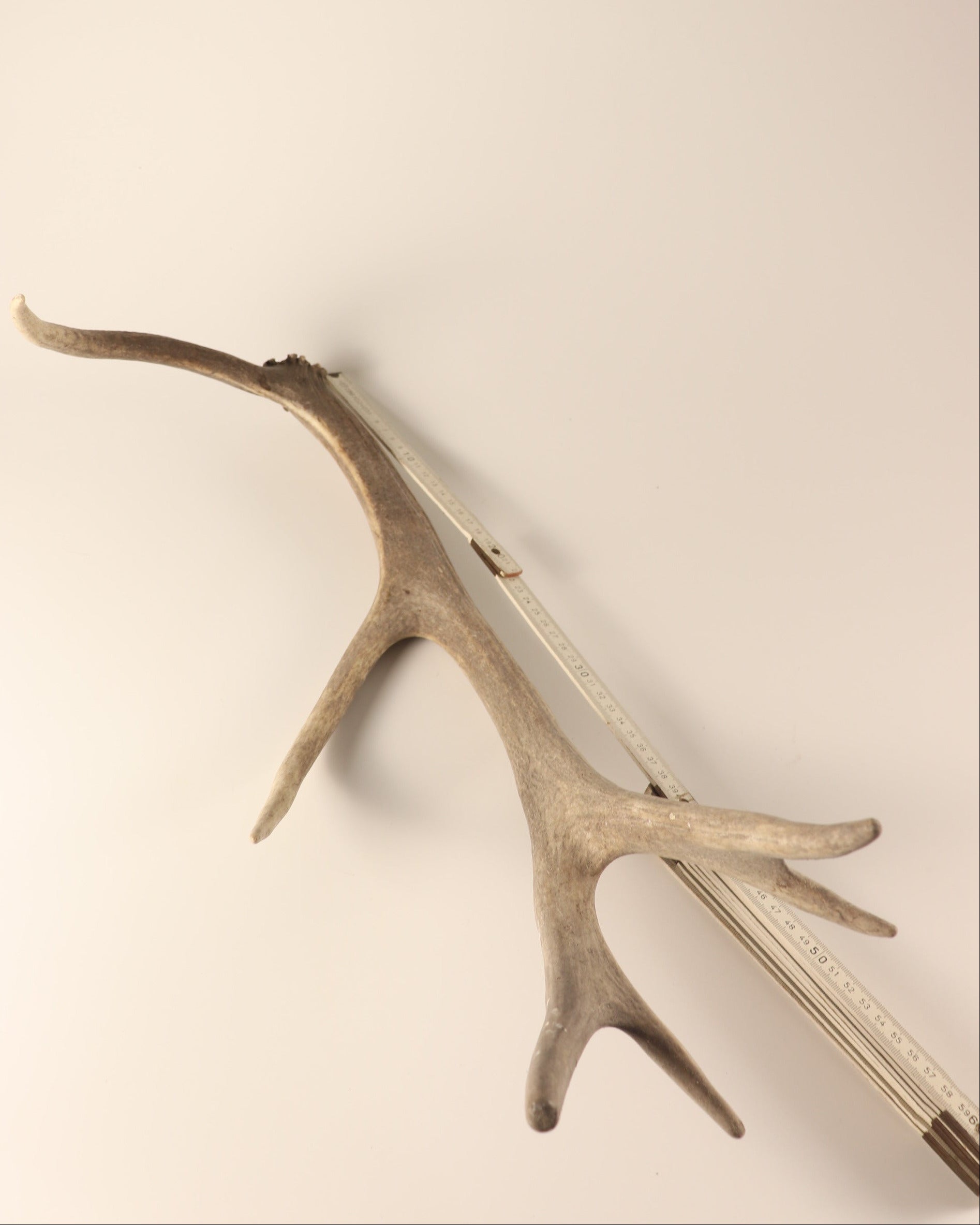 Geweih graue Hirschhorn Abwurfstange