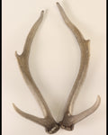 Geweih Hirschhorn Paar
