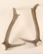 Geweih Hirschhorn Paar