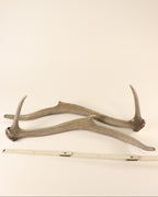 Geweih Hirschhorn Paar