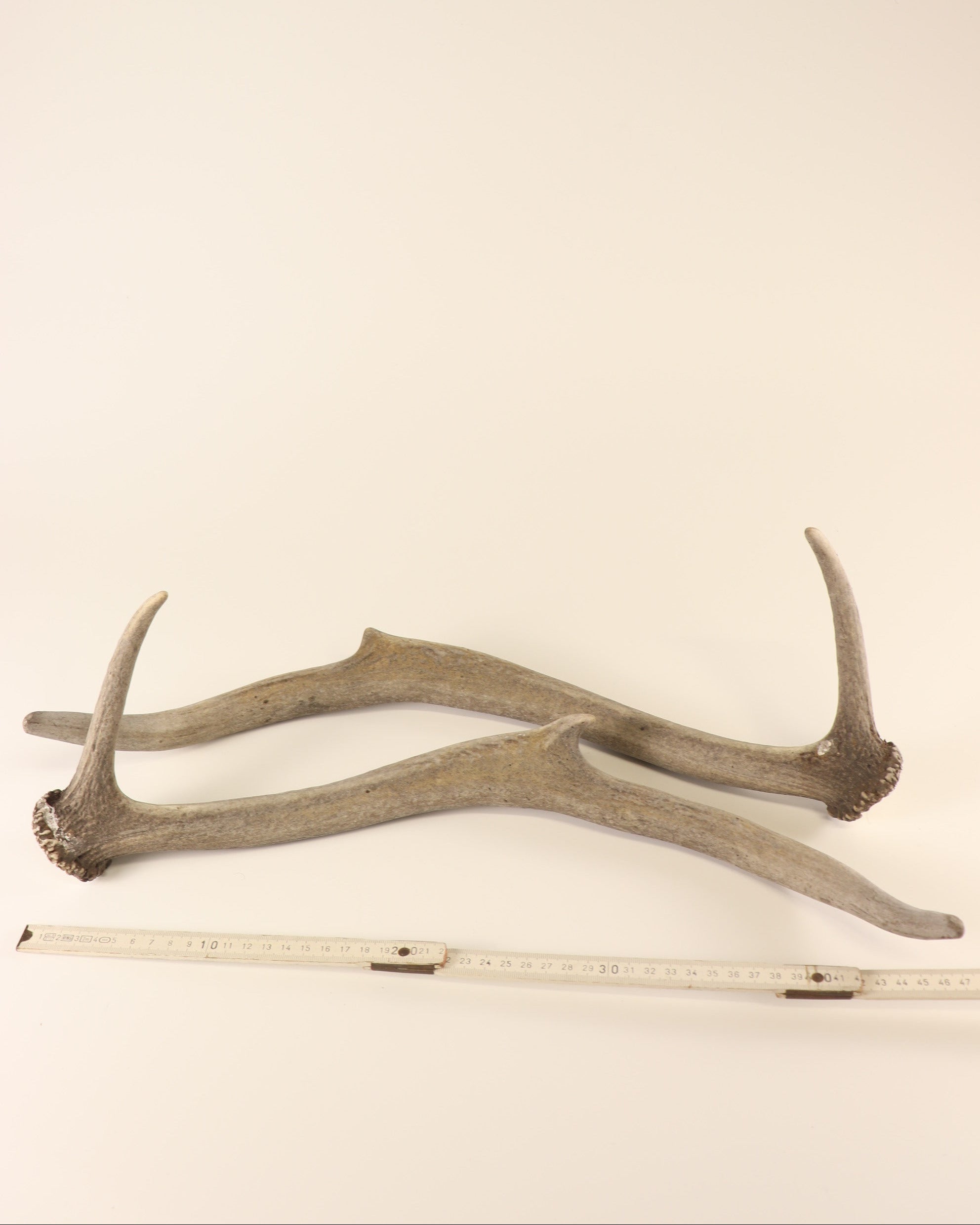 Geweih Hirschhorn Paar