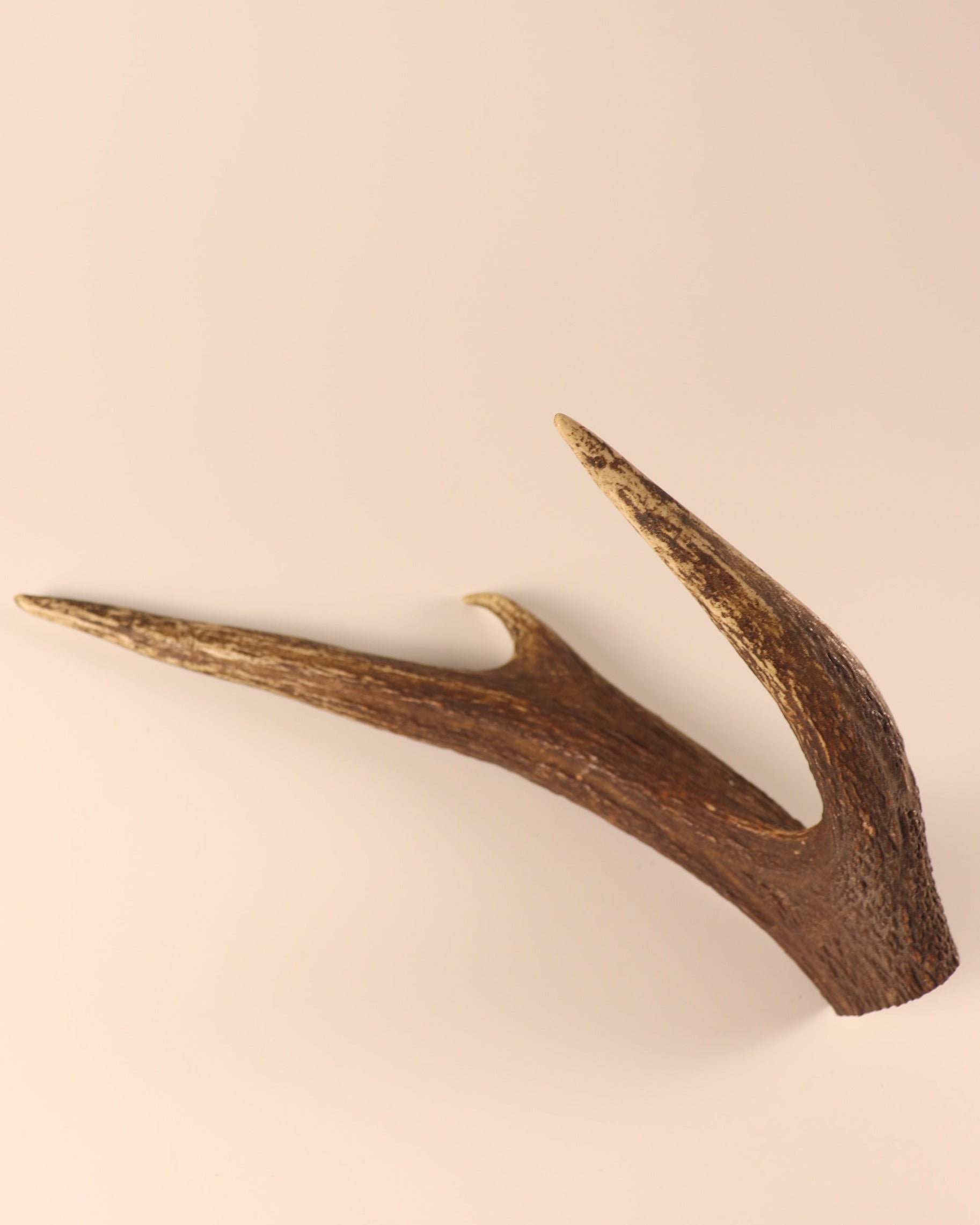 Hirschkrone