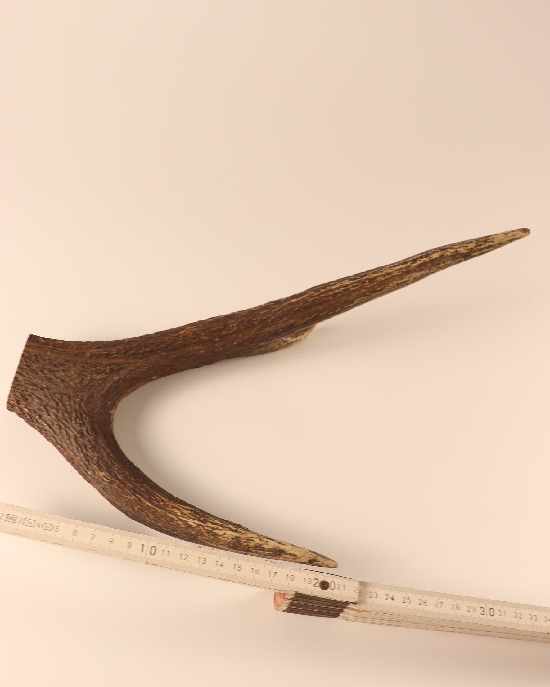 Hirschkrone