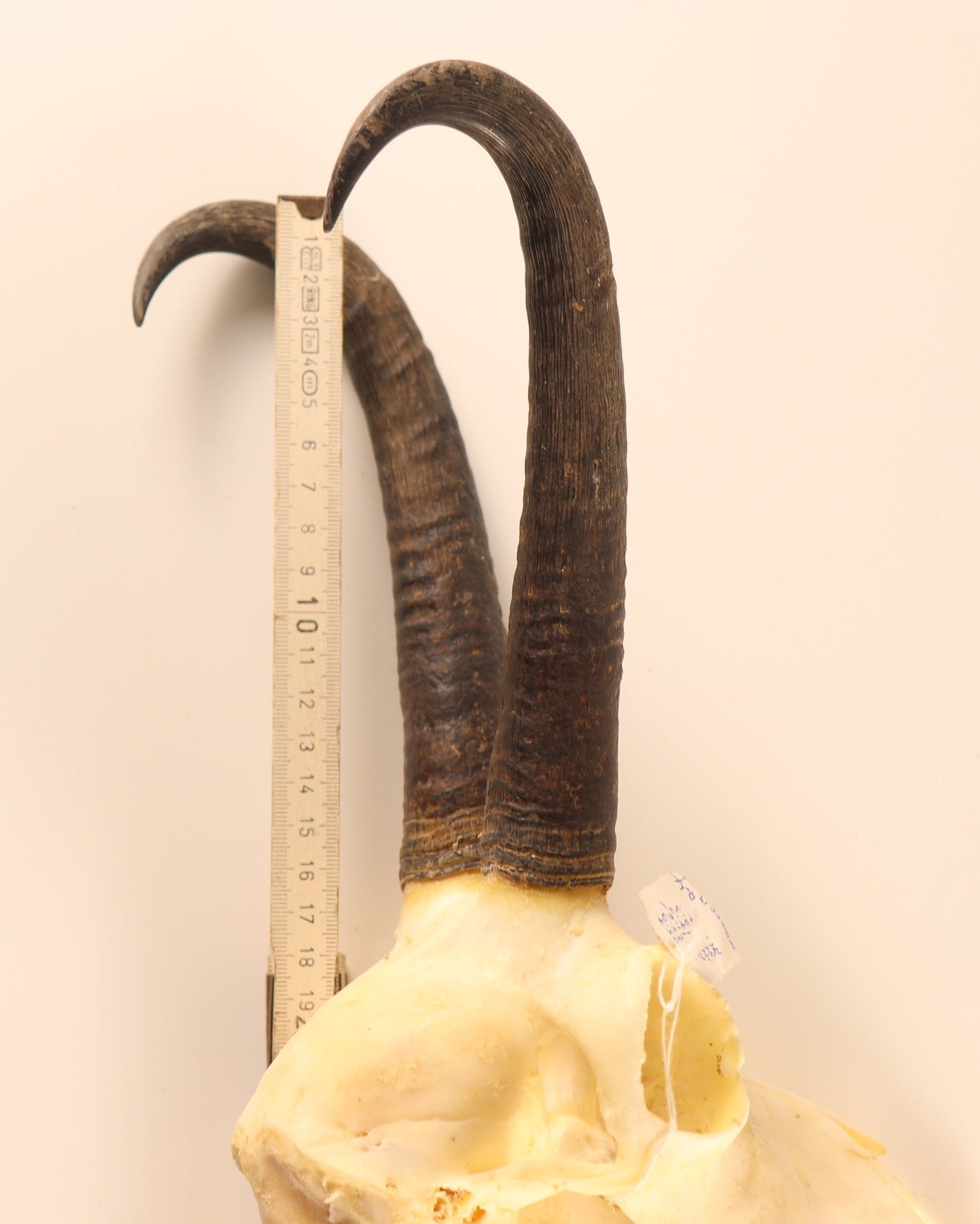 kapitaler Gamsbock
