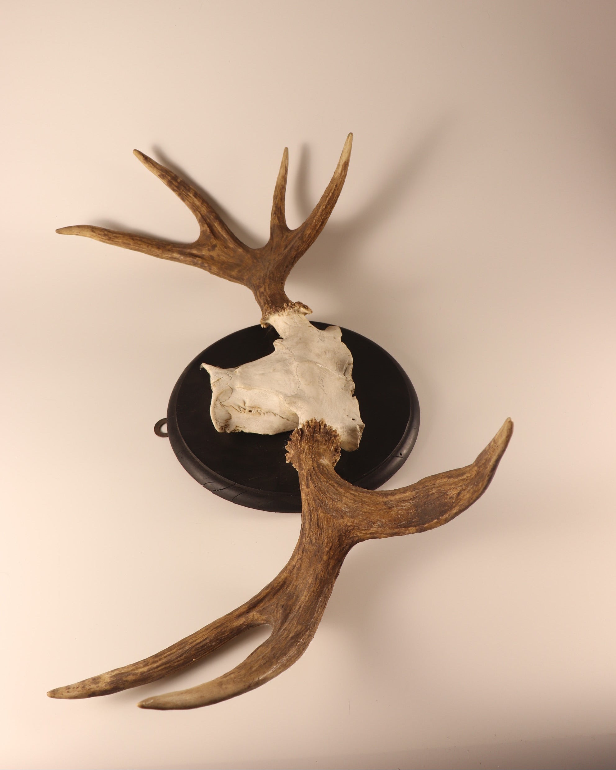 Elch Geweih Trophäe
